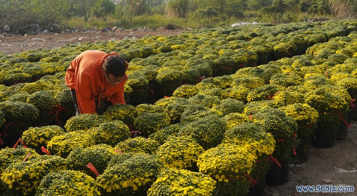 Cúc mâm xôi Sa Đéc tràn phố phường Hà Nội， giá hấp dẫn - Ảnh 2.