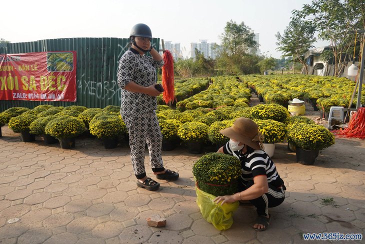 Cúc mâm xôi Sa Đéc tràn phố phường Hà Nội， giá hấp dẫn - Ảnh 1.