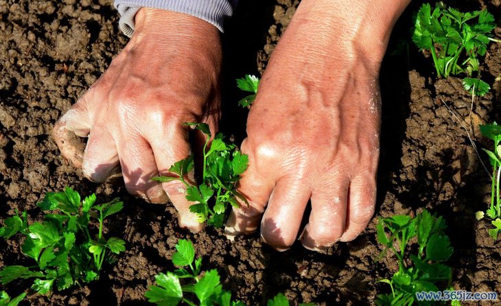 Giá rau xanh tăng cao， nông dân Huế kỳ vọng vụ Tết thắng lớn - Ảnh 4.