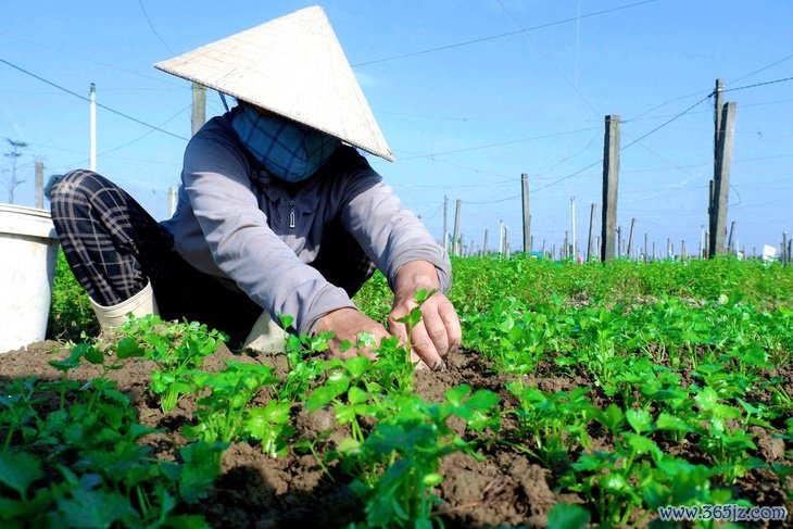 Giá rau xanh tăng cao， nông dân Huế kỳ vọng vụ Tết thắng lớn - Ảnh 1.